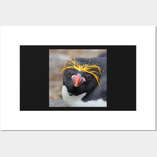 Macaroni penguin nesting Posters and Art